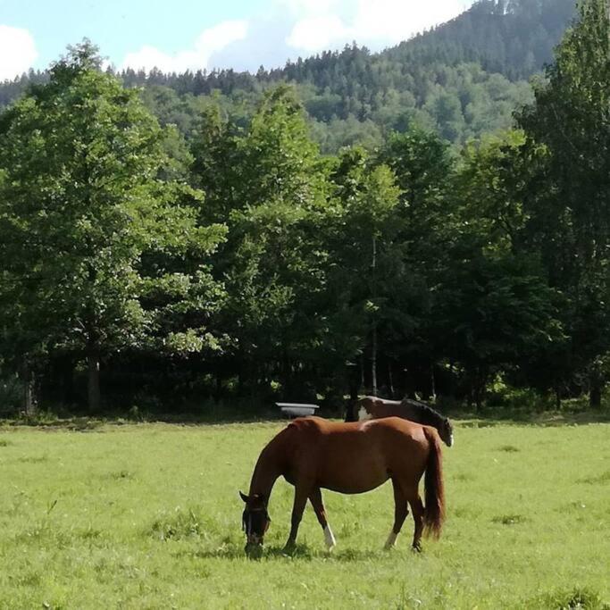 Apartamenty - Domek Bobrowe Zacisze 3 ヤノビツェ・ビエルキエ エクステリア 写真